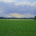 Maisfeld in Grün - Blau