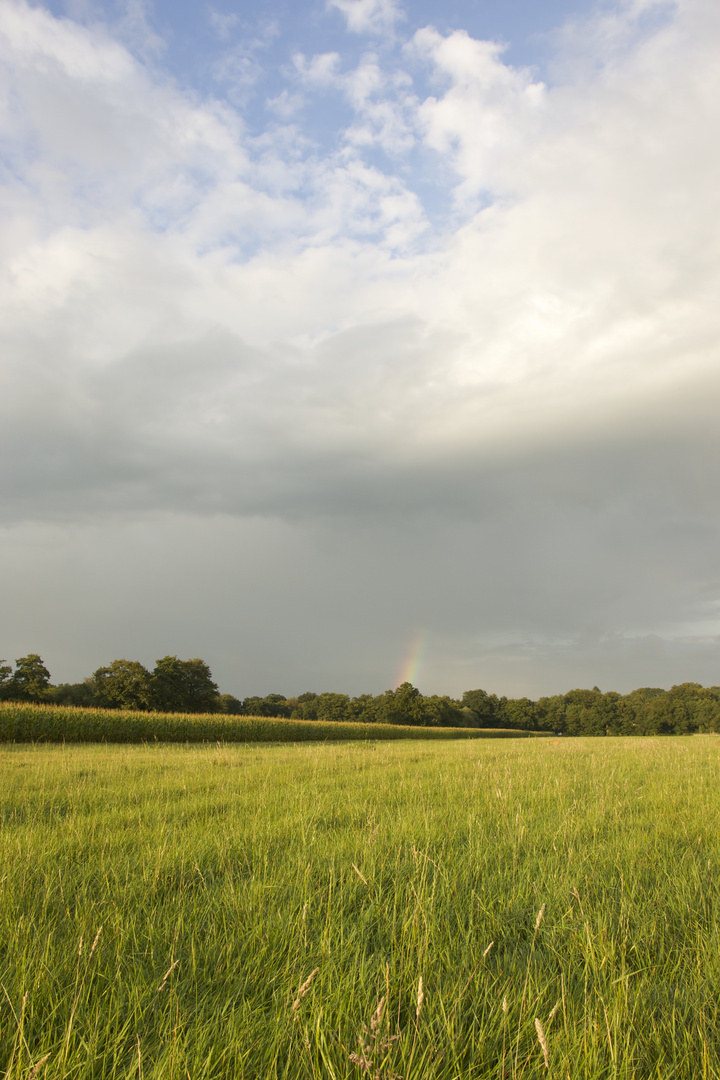 Maisfeld in Oberneuland, Bremen