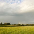 Maisfeld in Oberneuland, Bremen