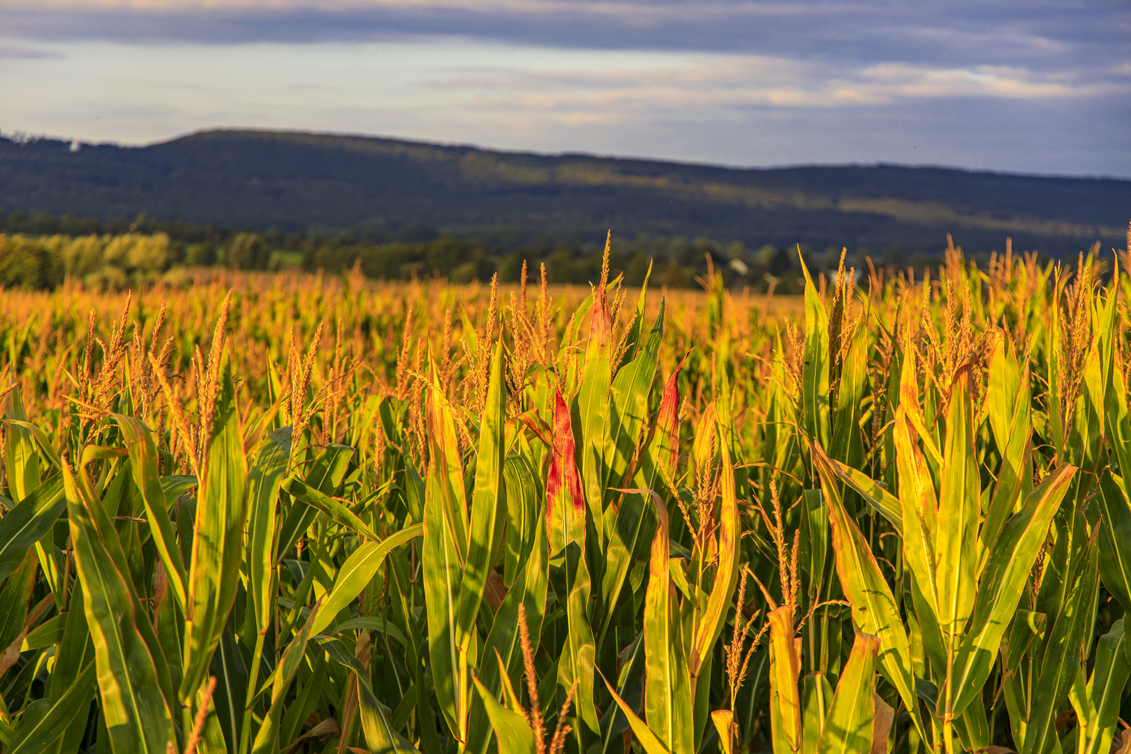 Maisfeld mit Hintergrund