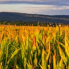 Maisfeld mit Hintergrund