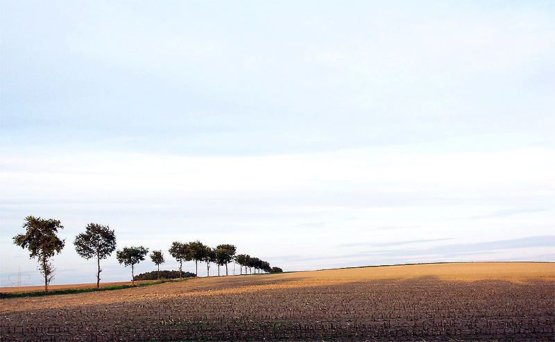 Maisfeld oder keine Wolke am Himmel 2