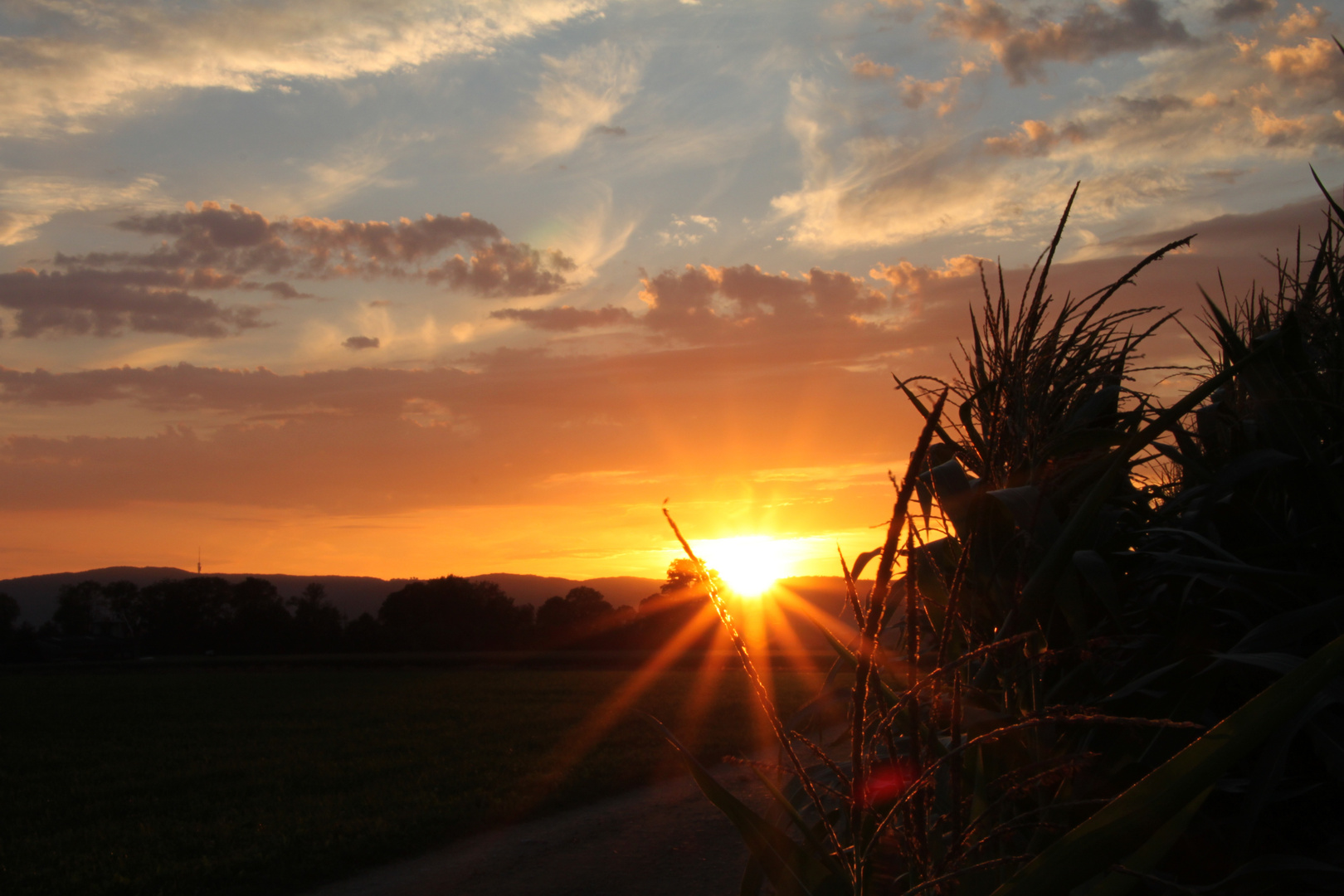 Maisfeld Sonnenuntergang