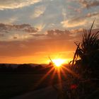 Maisfeld Sonnenuntergang