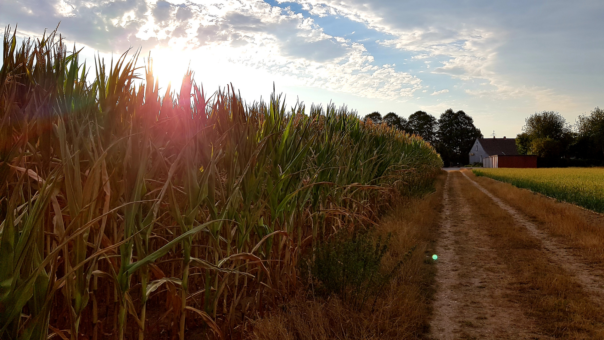 Maisfeld und Himmel