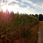 Maisfeld und Himmel