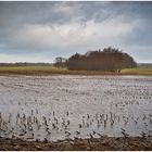 Maisfeld unter Wasser