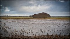 Maisfeld unter Wasser