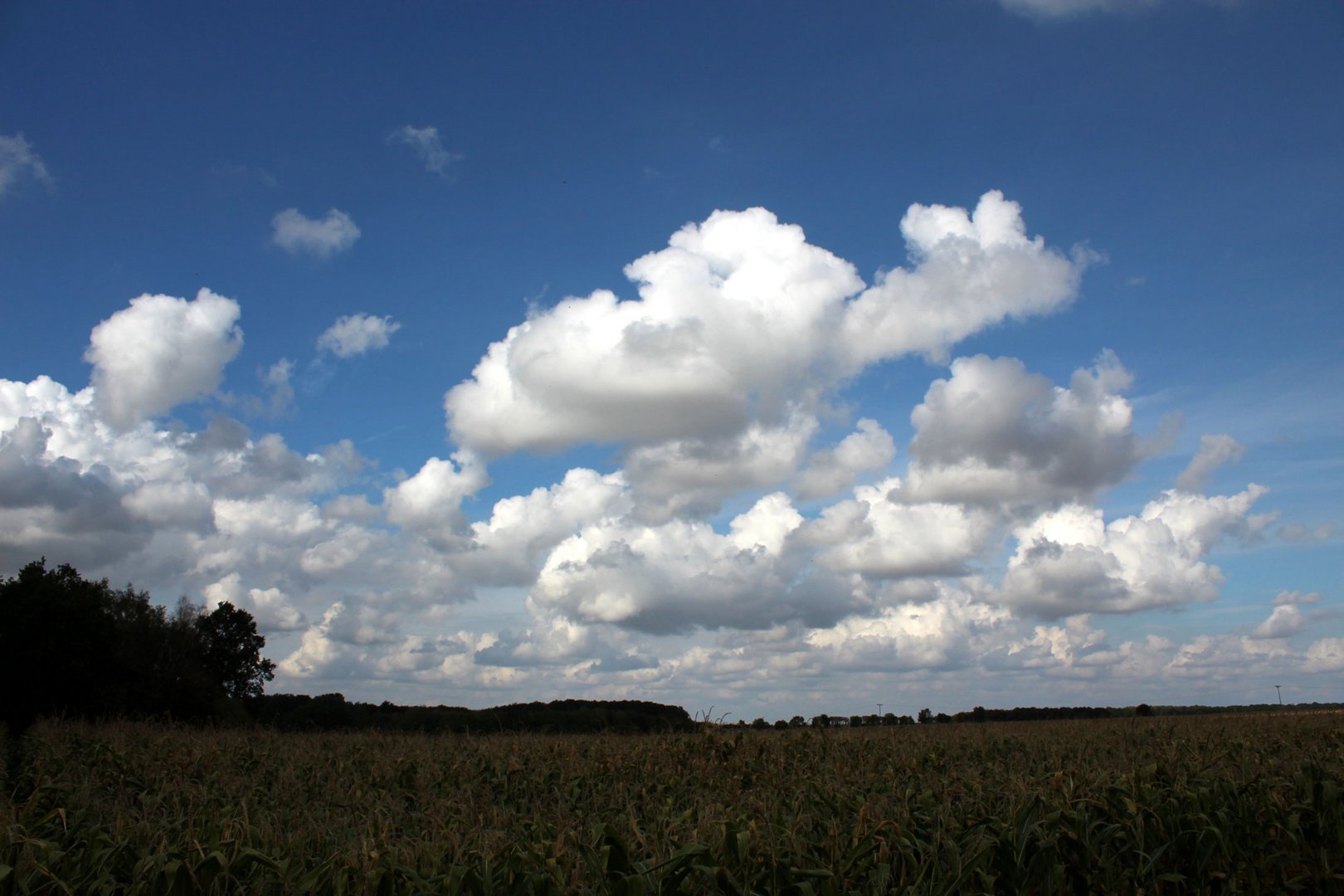 Maisfeld unter Wolken