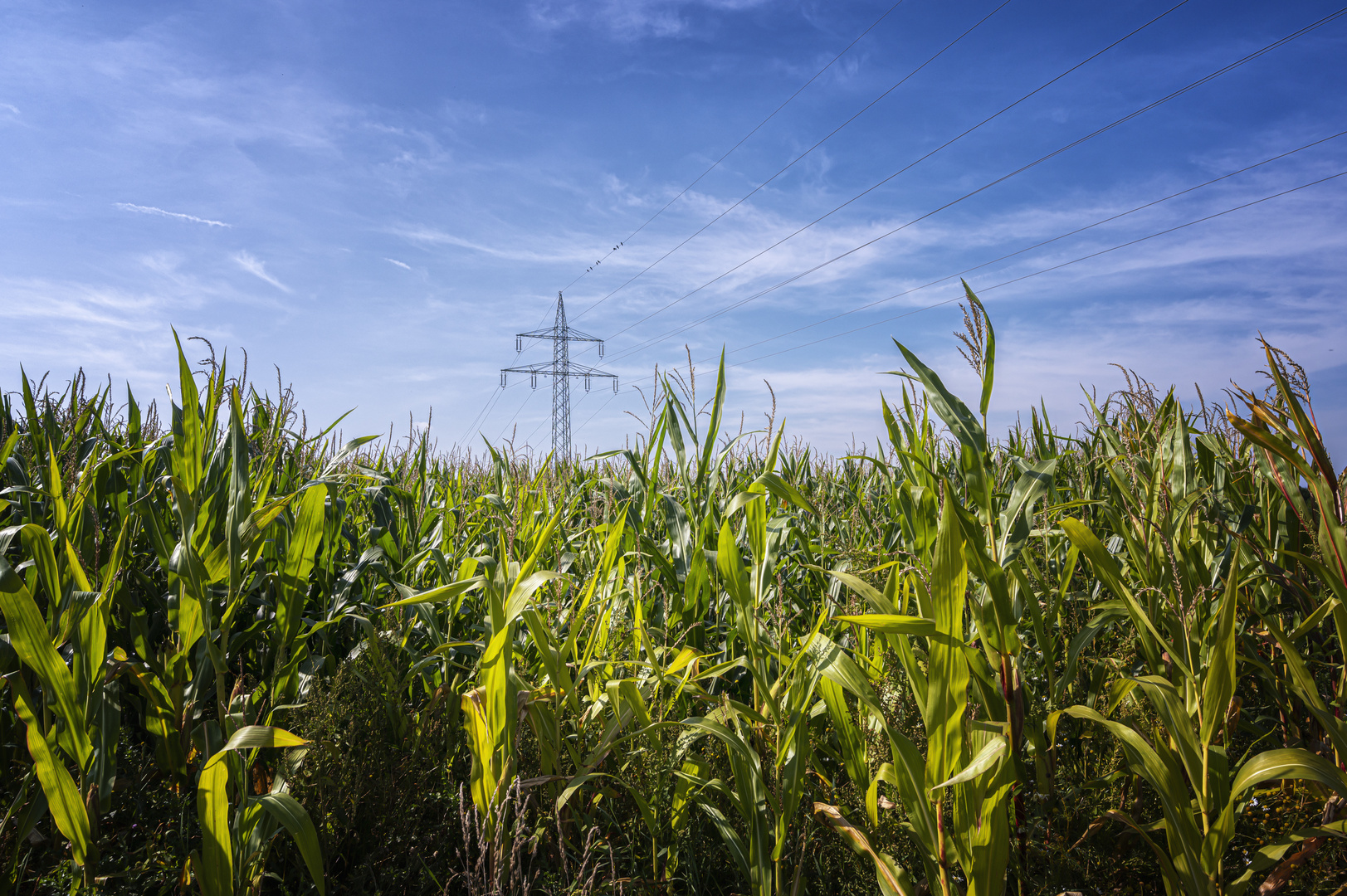 Maisfeld vor blauem Himmel oder grüner Strom