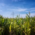 Maisfeld vor blauem Himmel oder grüner Strom