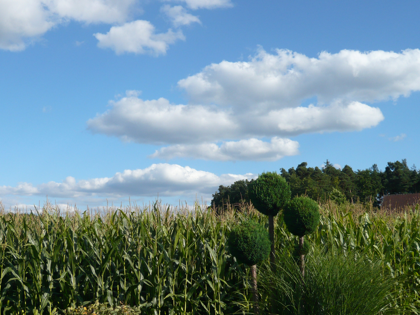 Maisfeld vor dem Fenster