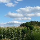 Maisfeld vor dem Fenster