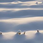 Maisfeld - Winter - Landschaft