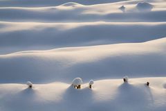 Maisfeld - Winter - Landschaft