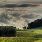 Maisfeld zwischen Hochkuchl und Lohnsburg