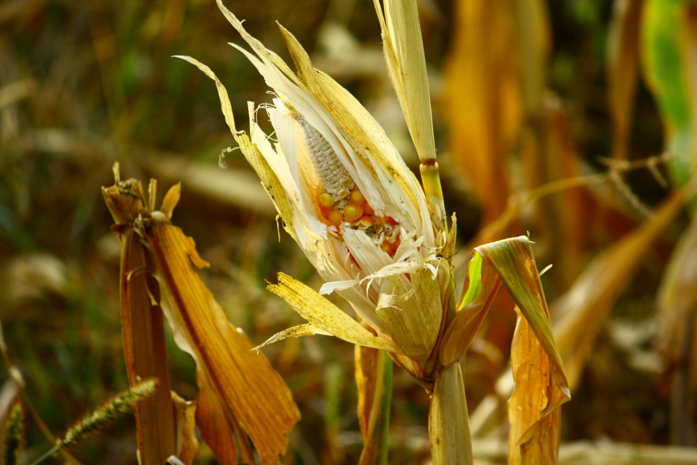 Maisknolle im Oktober