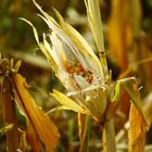 Maisknolle im Oktober