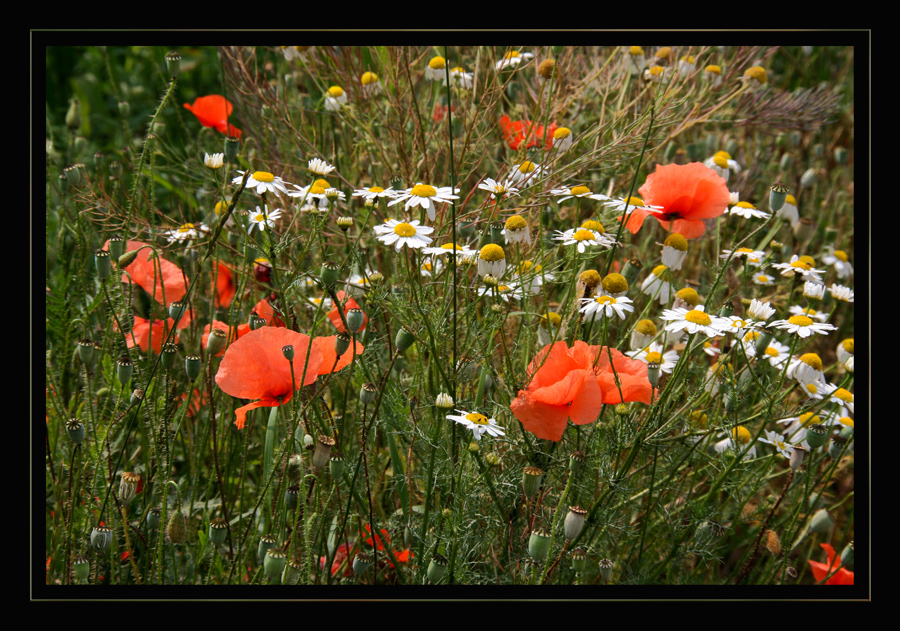 Maismohn