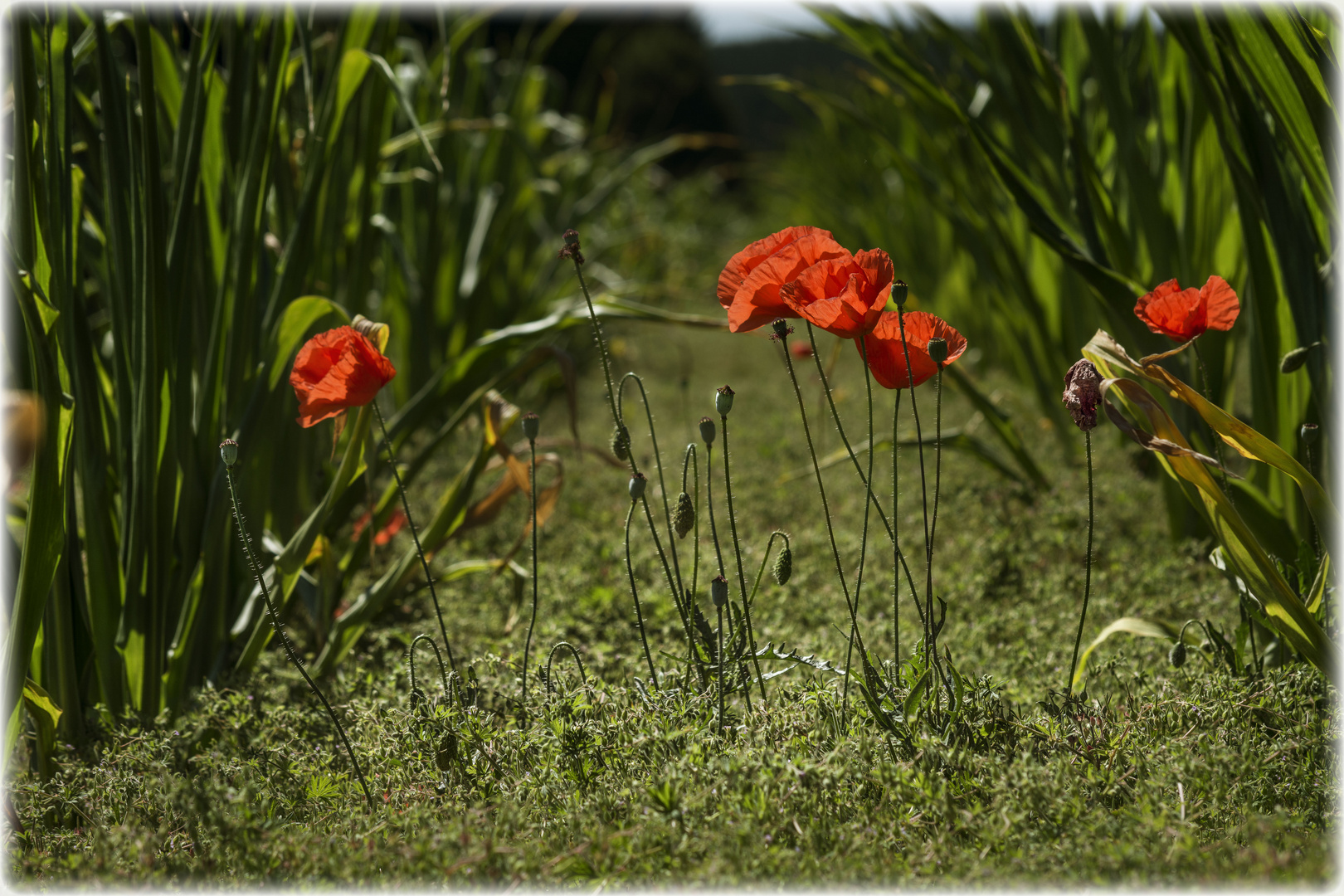 Maismohn