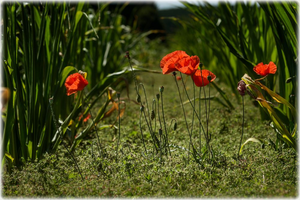 Maismohn