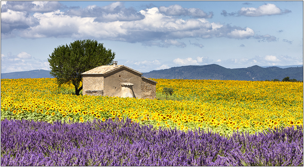 Maison de Fleurs