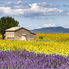 Maison de Fleurs