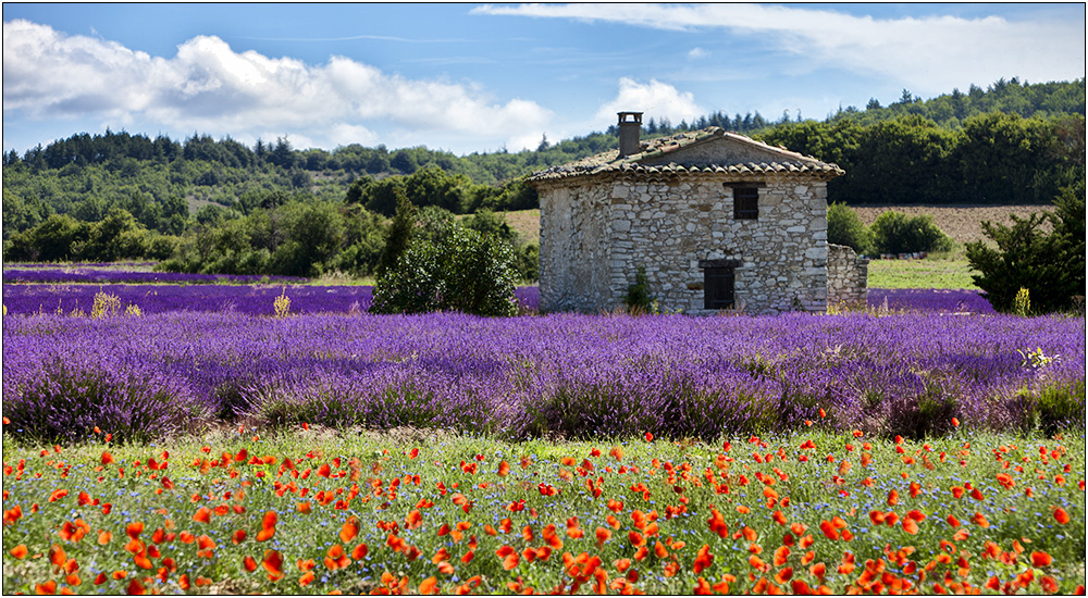 Maison de Fleurs II