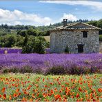 Maison de Fleurs II