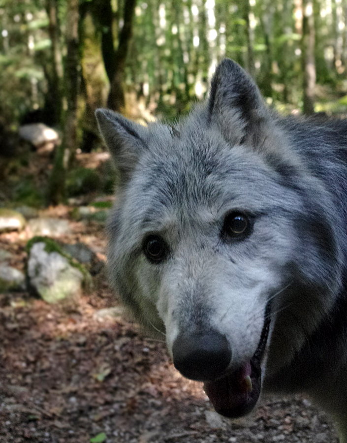 Maison de Loups