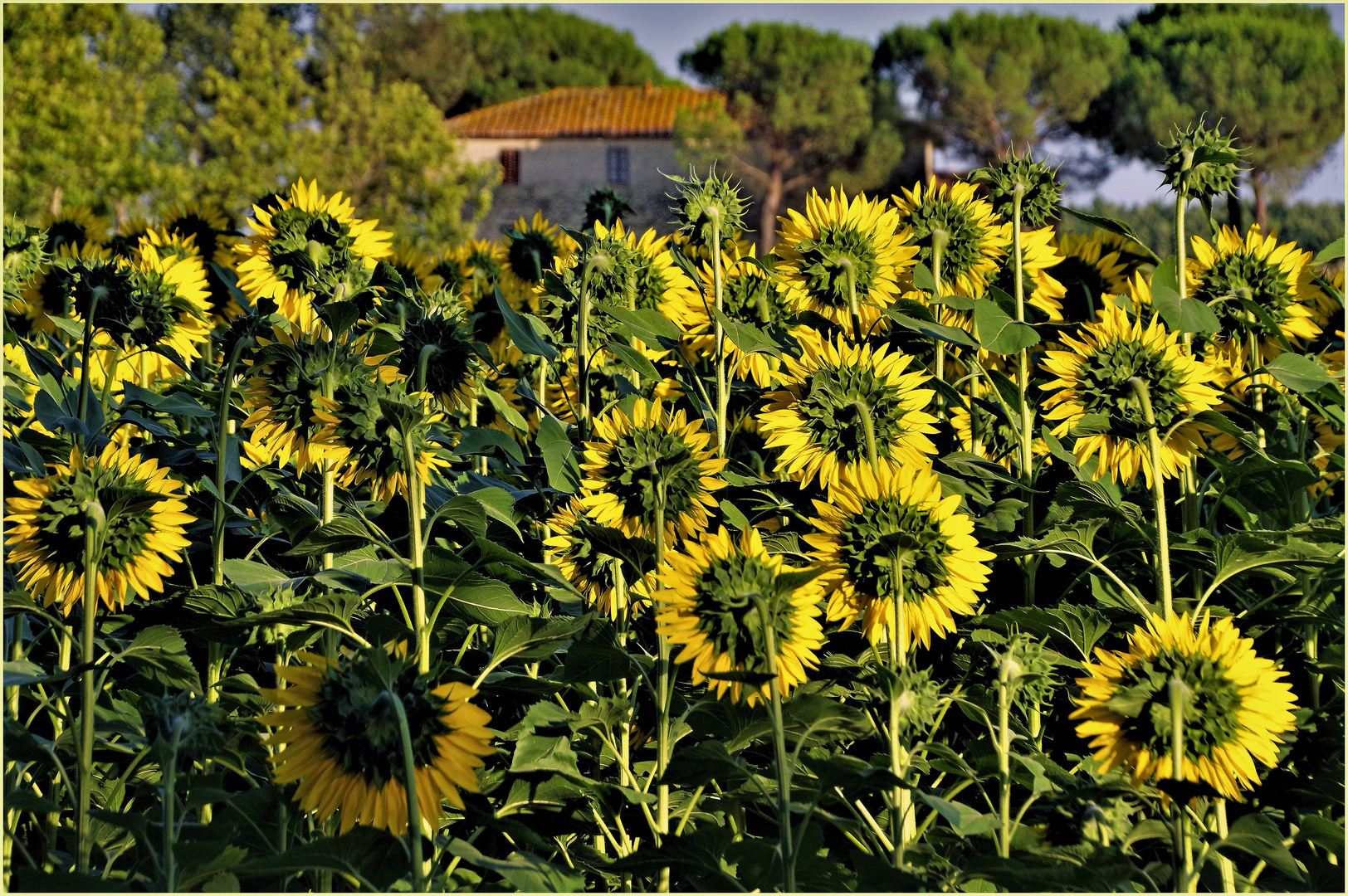 Maison enfouie dans les tournesols.....