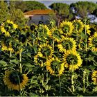 Maison enfouie dans les tournesols.....