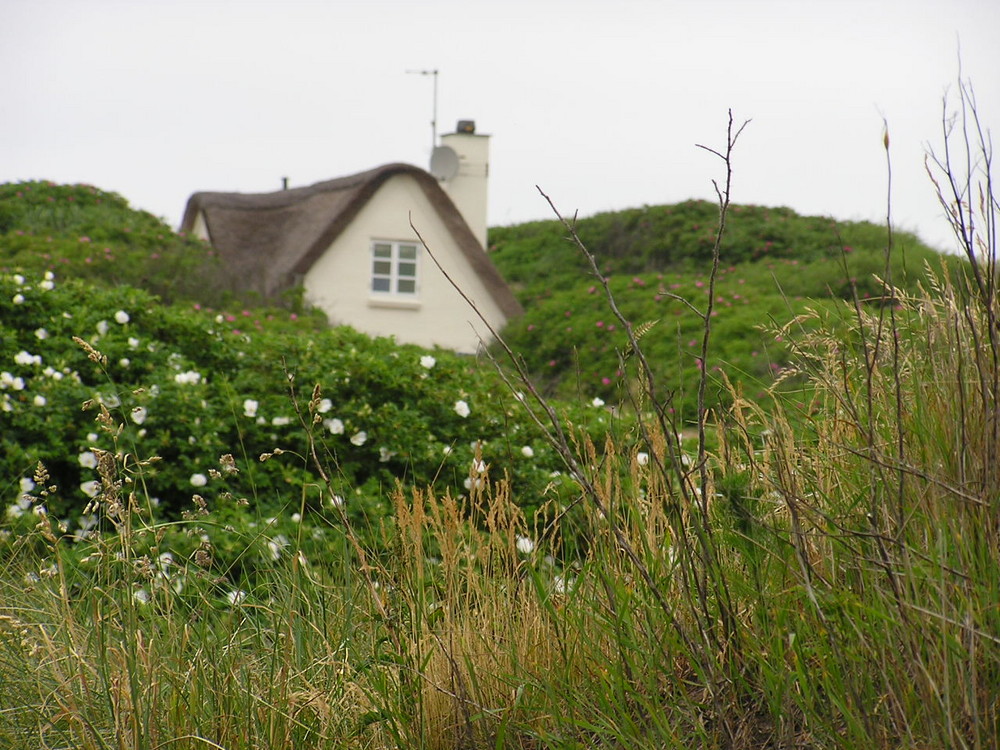 Maisonnette dans les dunes fleuries