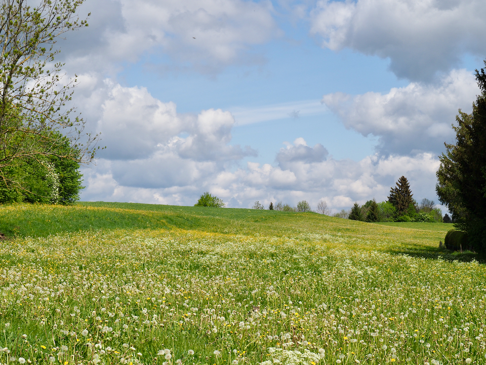 Maispaziergang