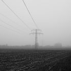 Maisstoppeln im Nebel mit Strommast