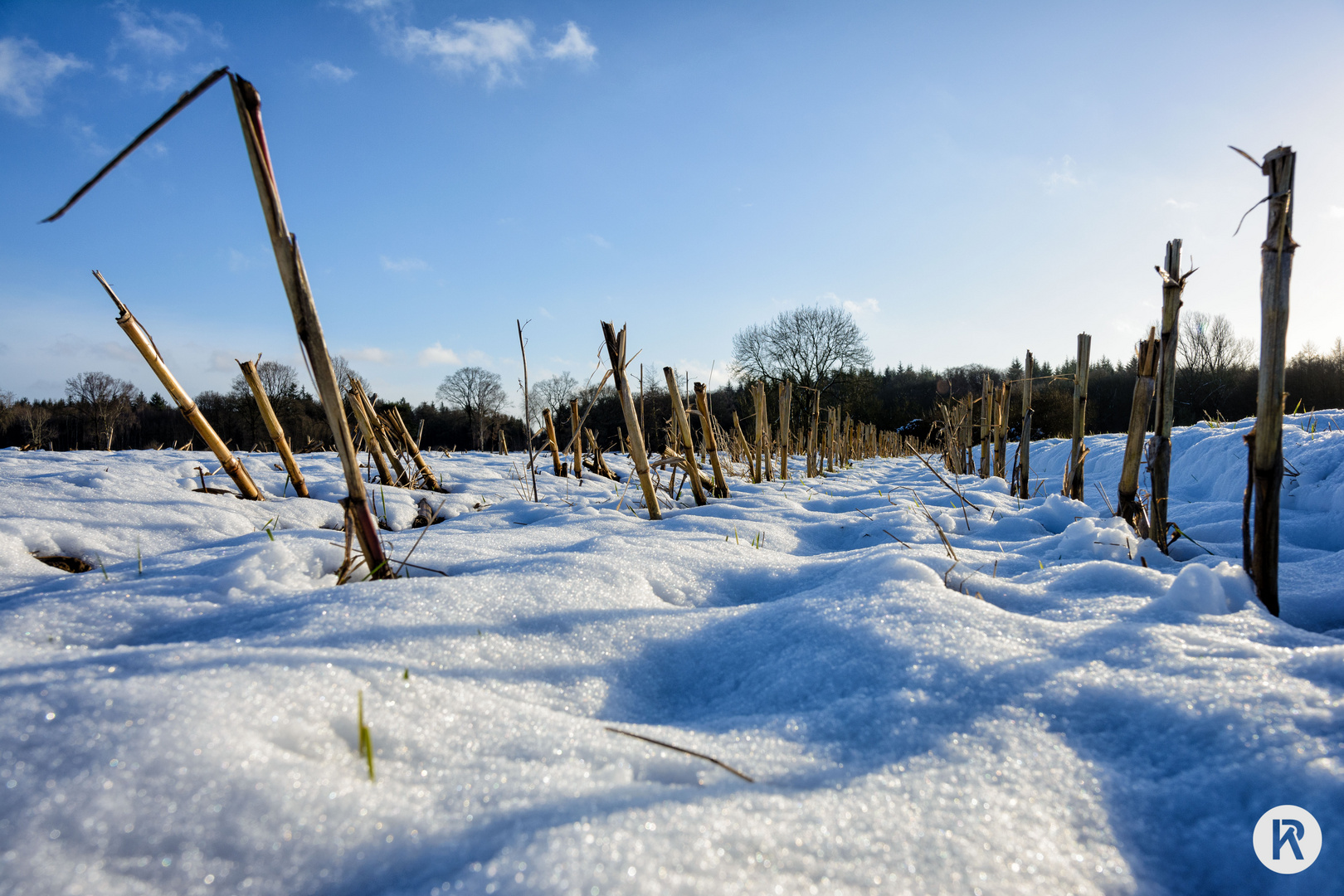 Maisstoppeln im Winter