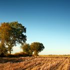 Maiswüste Ostfriesland