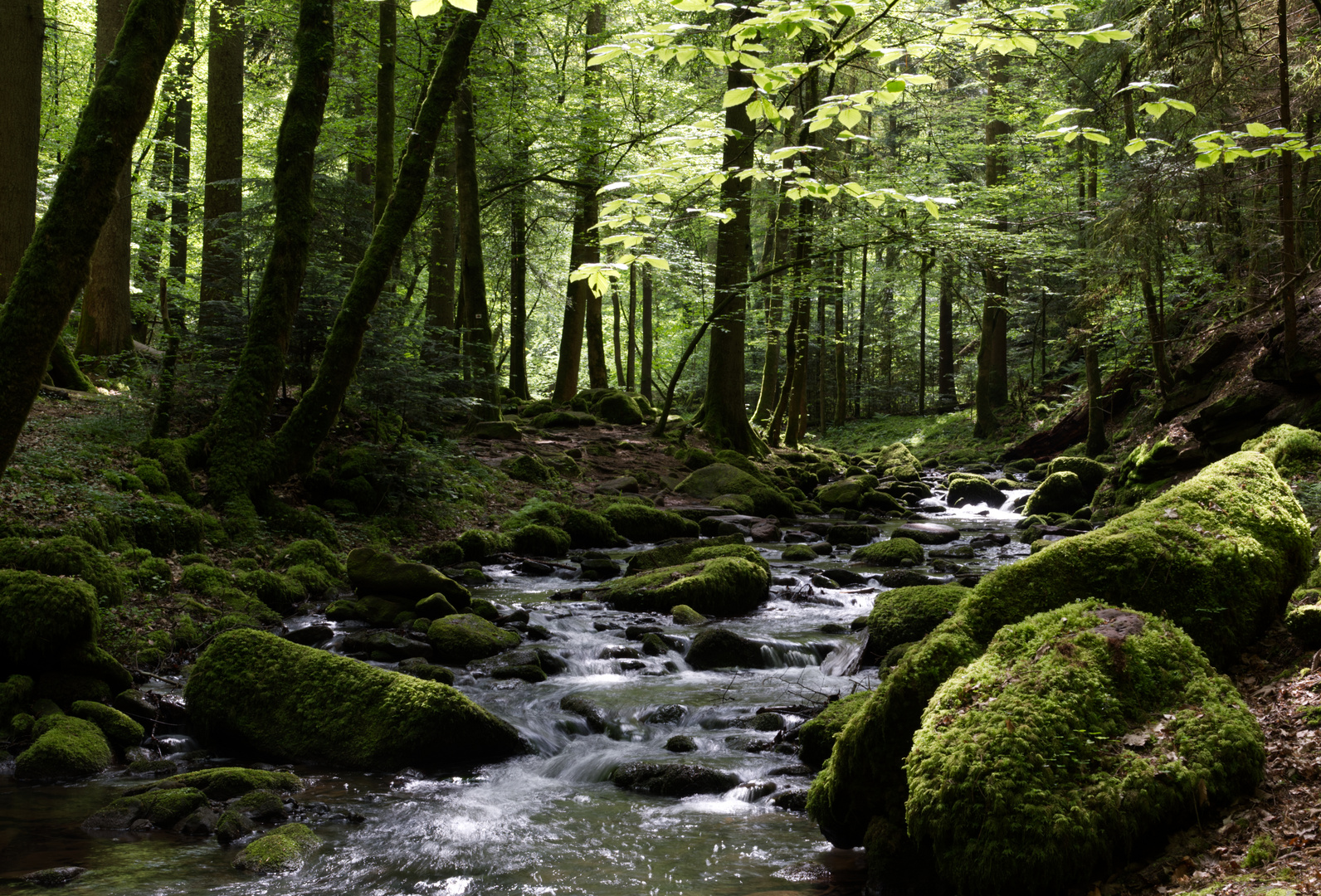 Maitag im Monbachtal