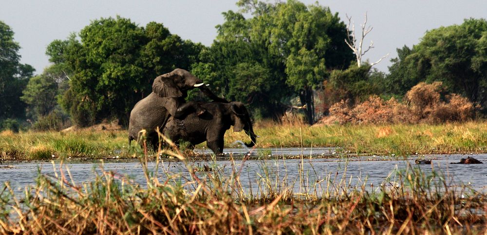 maiting elephants