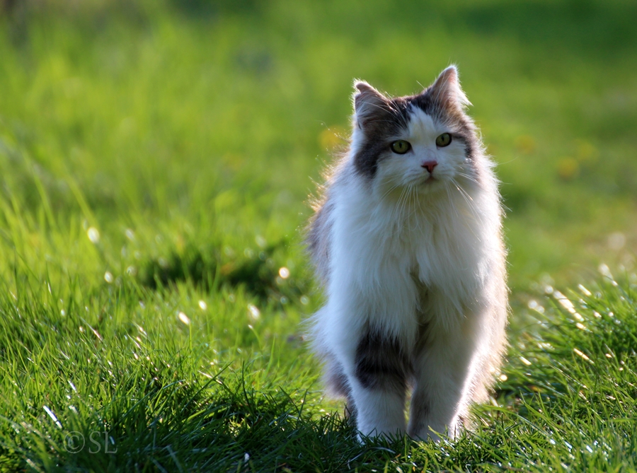 Maitour mit meiner Katze