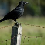 maitre corbeau