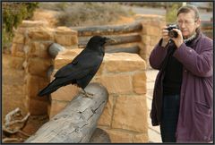 Maitre Corbeau