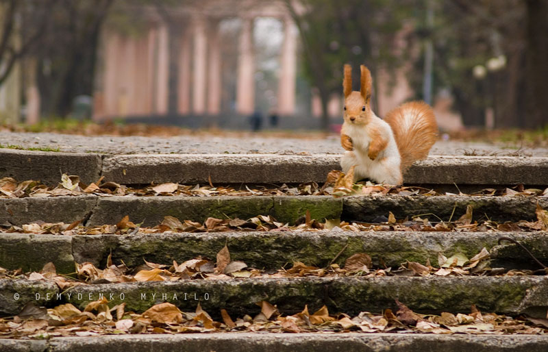 Maitre du parc