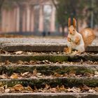 Maitre du parc