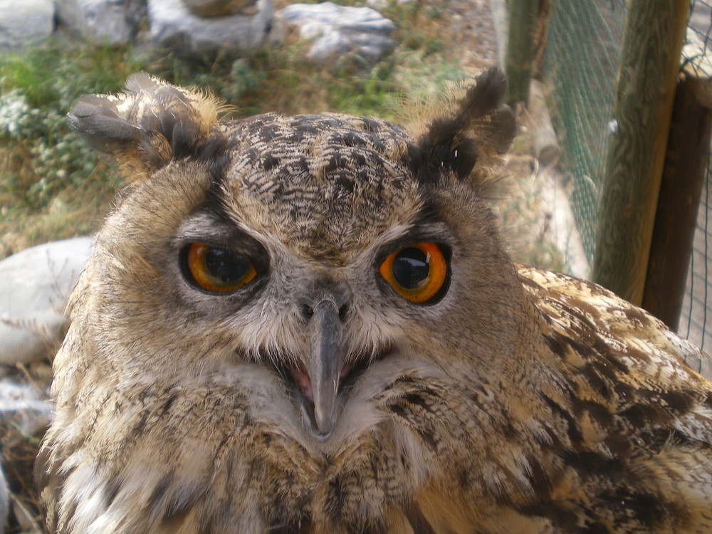 Maitre Hibou