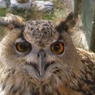 Maitre Hibou