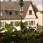 Maitristesse auf meinem Balkon