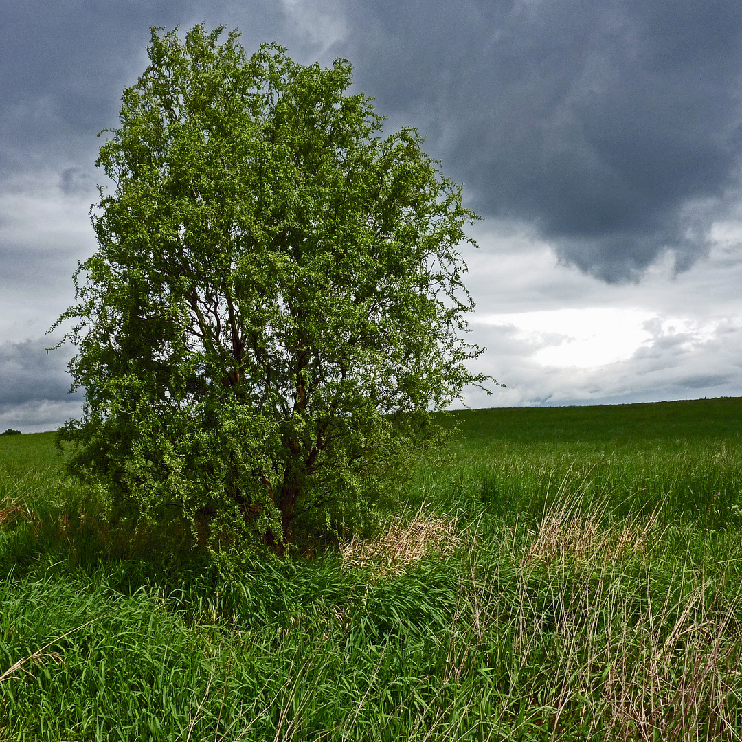 Maiwanderung im Steigerwald