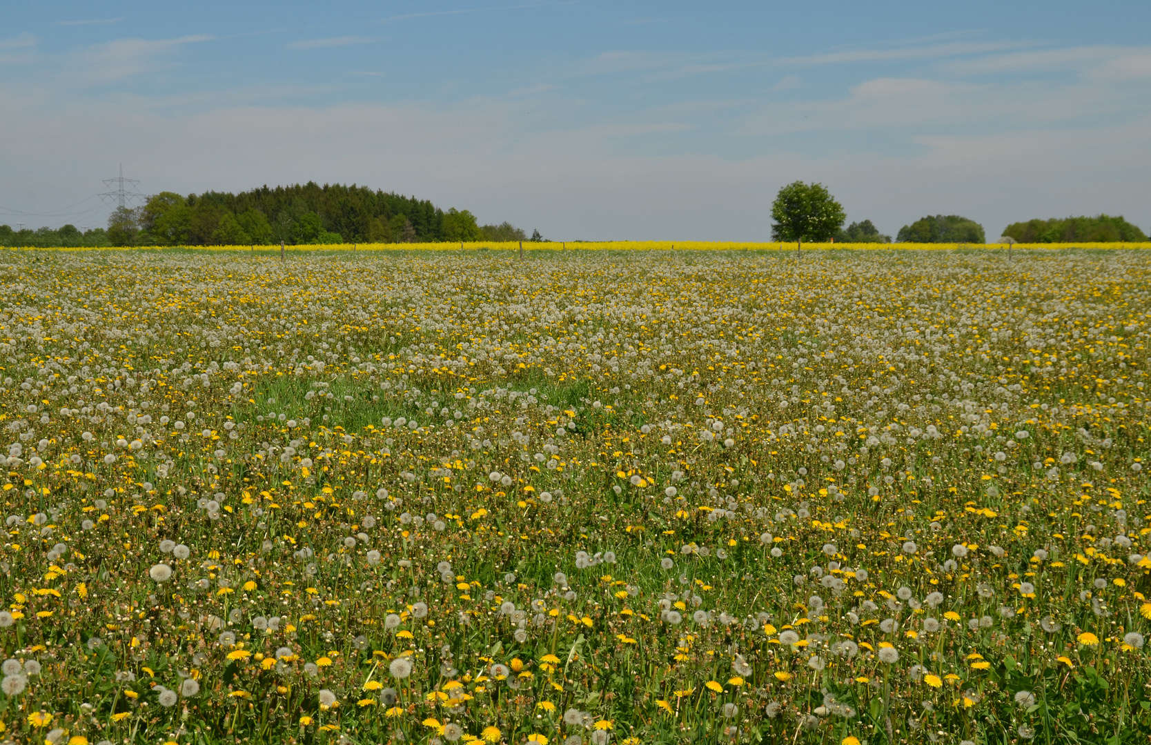 Maiwiesen