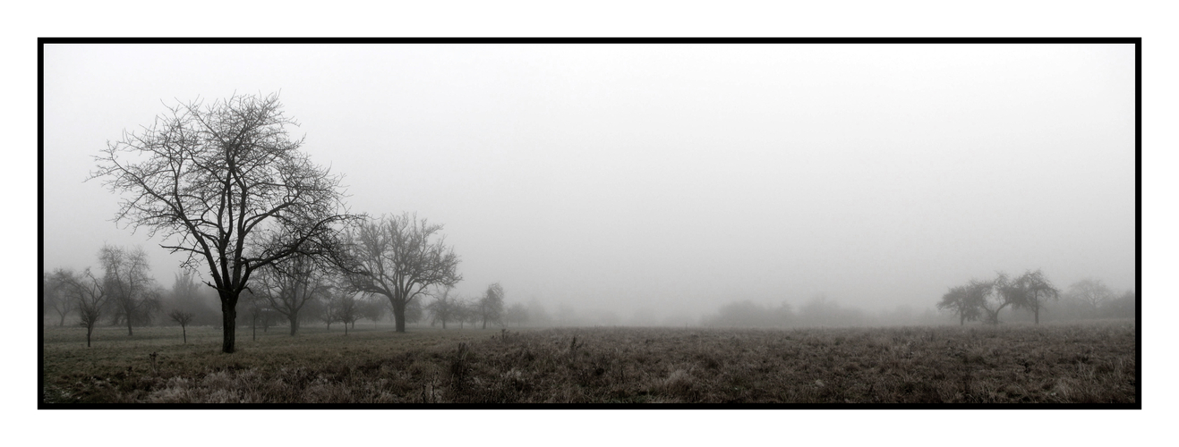 Maiwiesen im Nebel